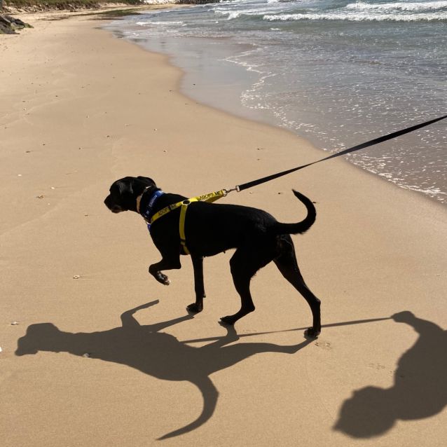 Photo of Holly ~ 3yr Greyhound X (On Trial 13/11/20)