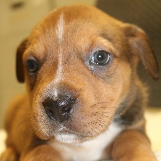 Photo of Praline