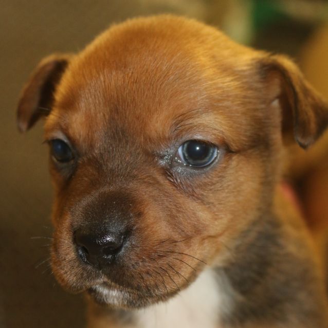 Photo of Eclair