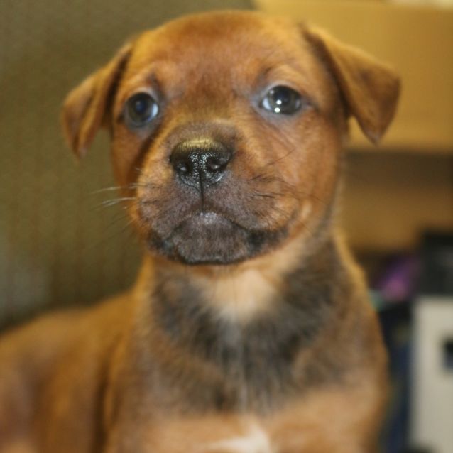 Photo of Toffee