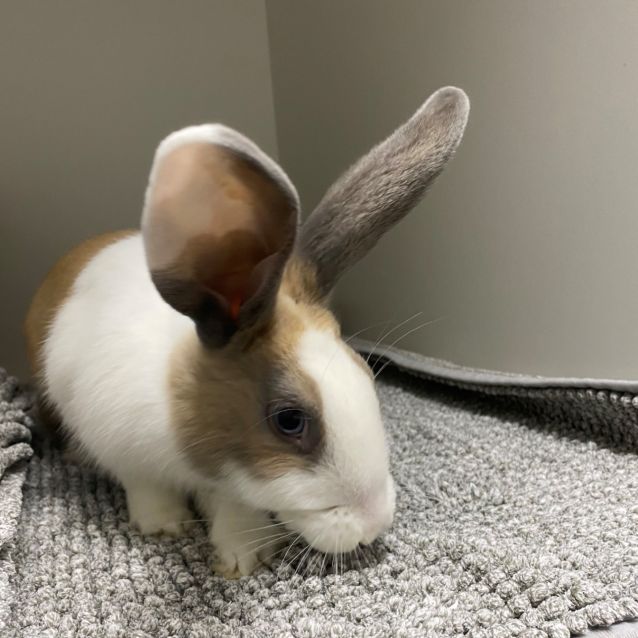 Photo of Lily Bobtail