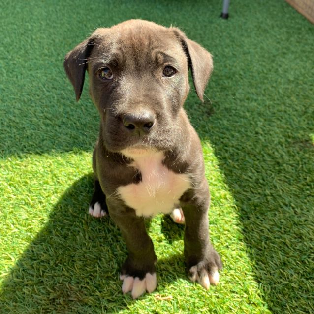 Photo of Dexter ~ Puppy (On Trial 27/09/2020)