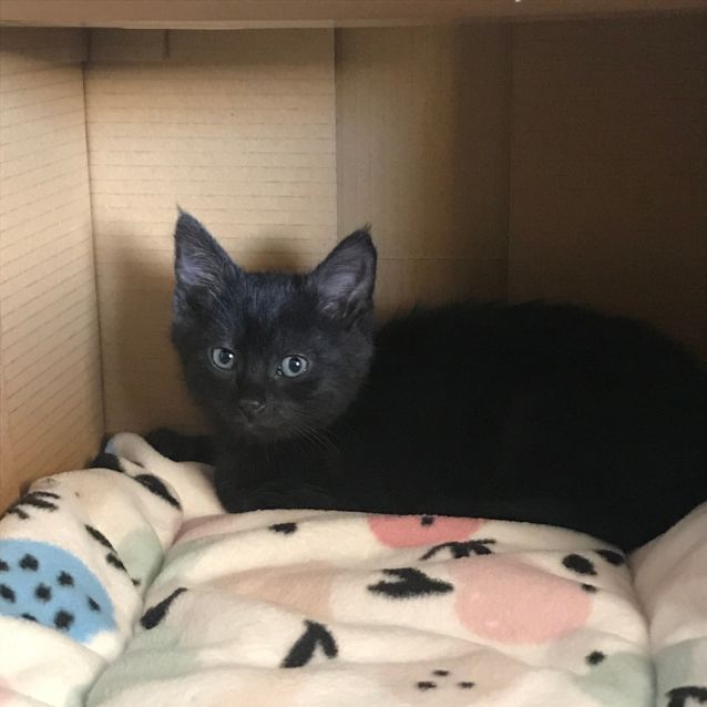 Photo of Sooty
