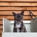 Photo of "Toffee"  Purrfect Match