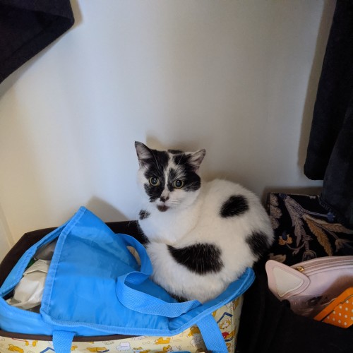 Mia