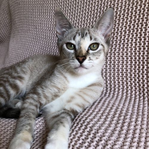 Meredith