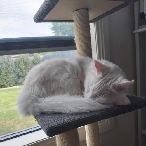 Marmalade the white cat - Located in Tarneit