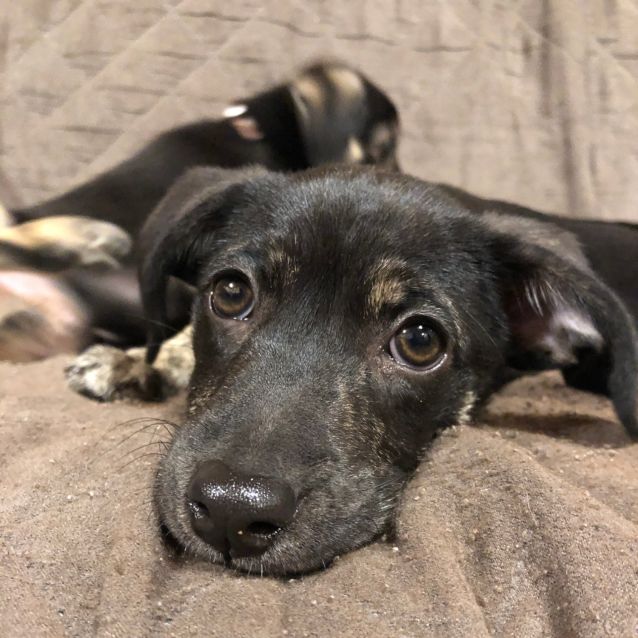 Photo of Juniper