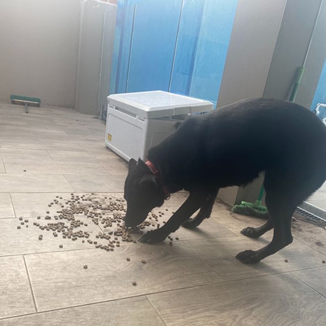 Photo of Ruby   Meet And Greet Organised