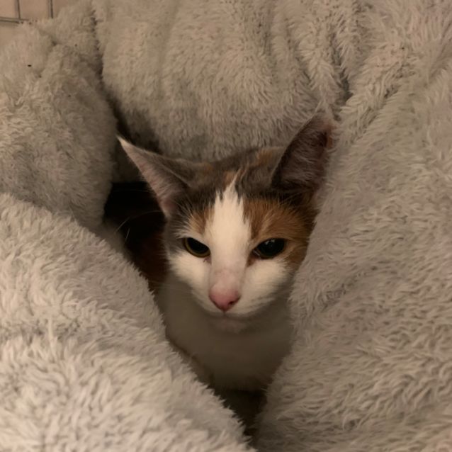 Photo of Croissant 