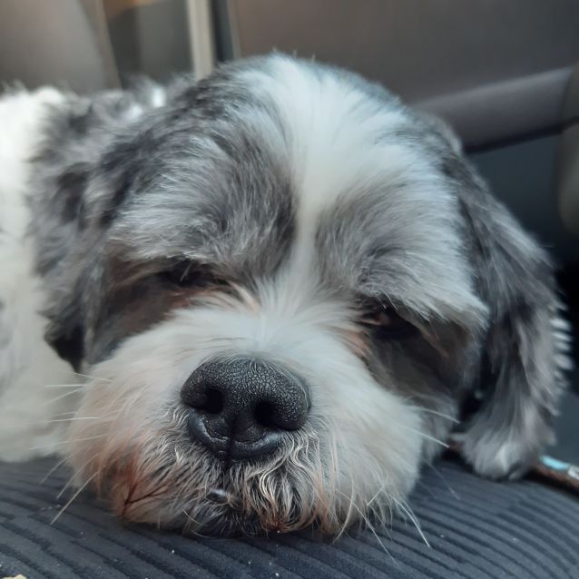 Maltese shih tzu rescue dogs shop