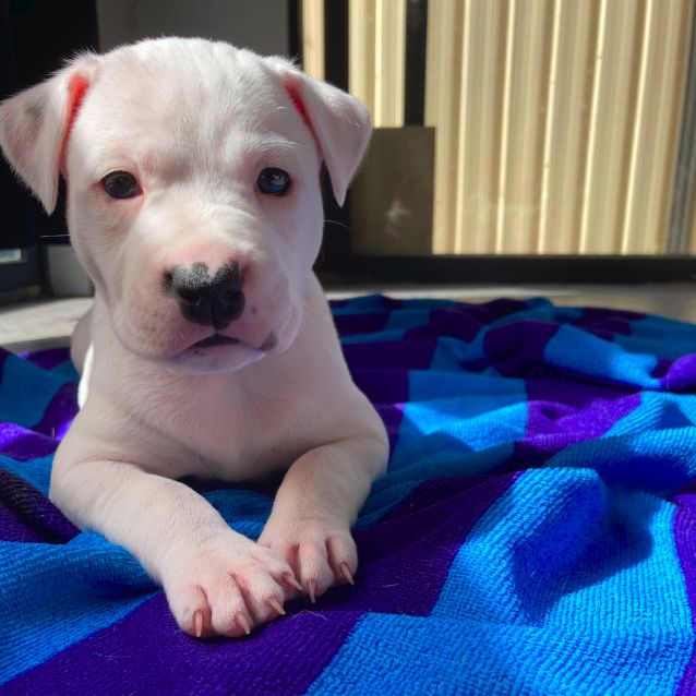 Photo of Puppy Josie Dl2502