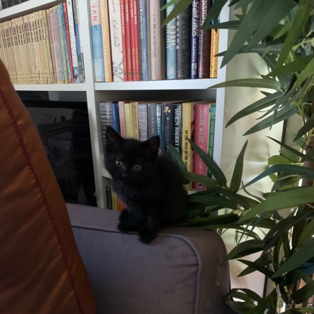 Photo of Andromeda Black