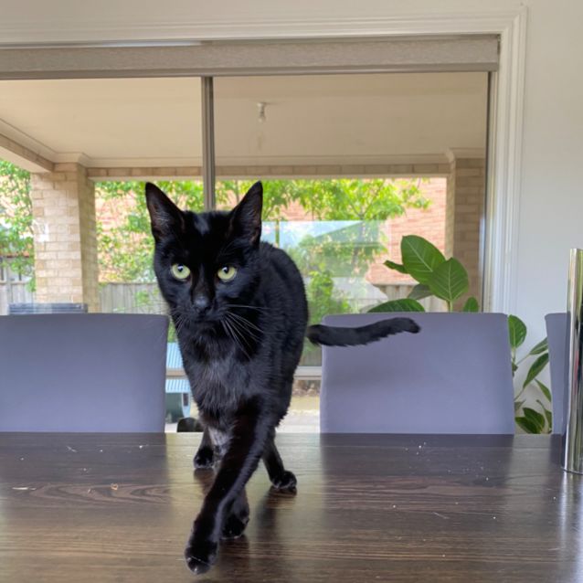 Orlando - Male Domestic Short Hair Cat in VIC - PetRescue