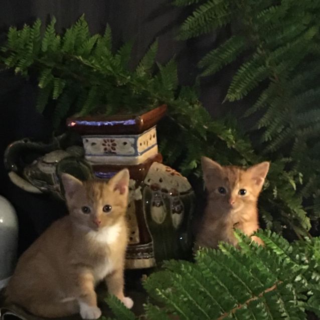 Photo of Marmalade And Leo 
