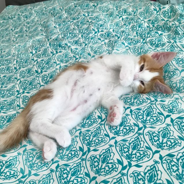Photo of Teddy