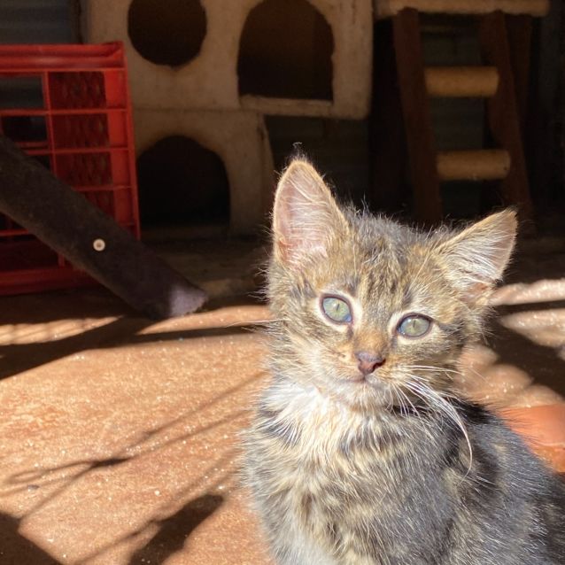 Photo of Tom And Or Jerry