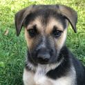 Photo of Aubrey ~ Gsd X Cattle (On Trial 30/10/20)