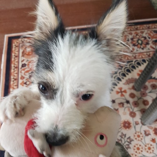 Freya