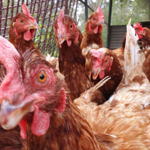 Rescue Chickens Female Chicken in QLD PetRescue
