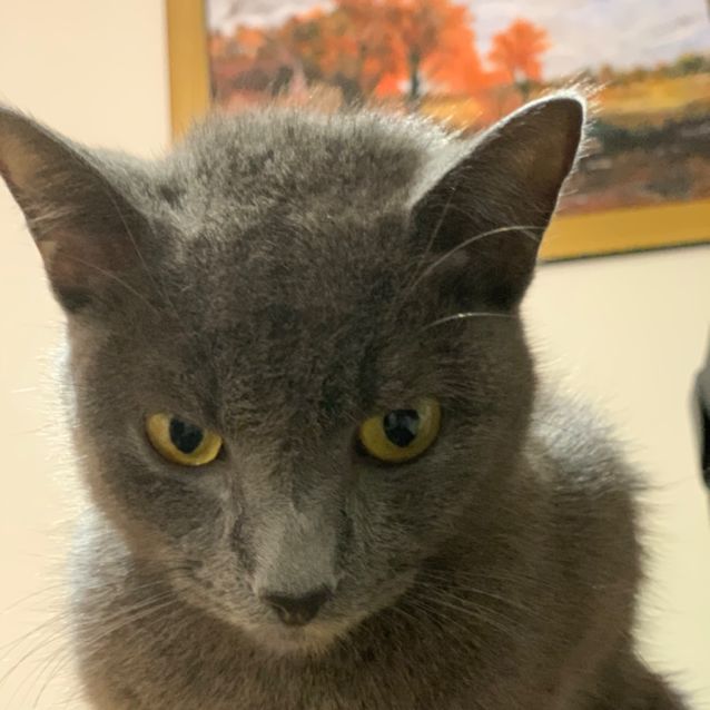 Photo of Casper