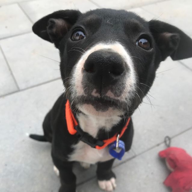 Photo of Pepsi ~ 11wk Old Kelpie X (Adopted)