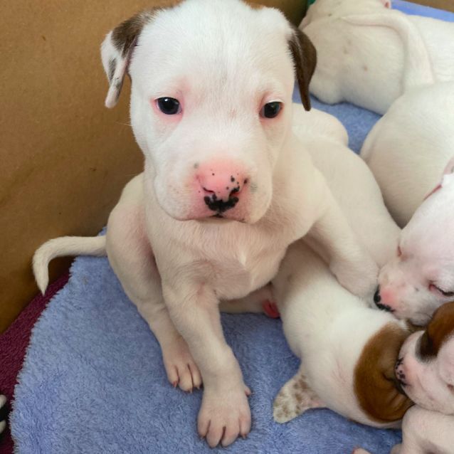 Photo of Puppy Captain Dl2505