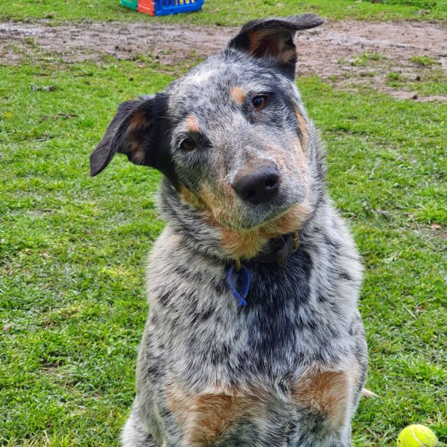 Photo of Rocky *Application Pending**