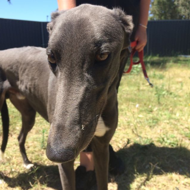 Lou Large Male Greyhound Dog In Wa Petrescue