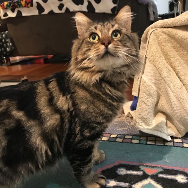 Photo of Orville