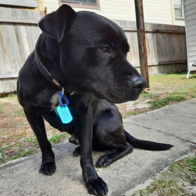 Photo of Buddy ~ 7yr Old Lab X(on Trial 4/12/20) 