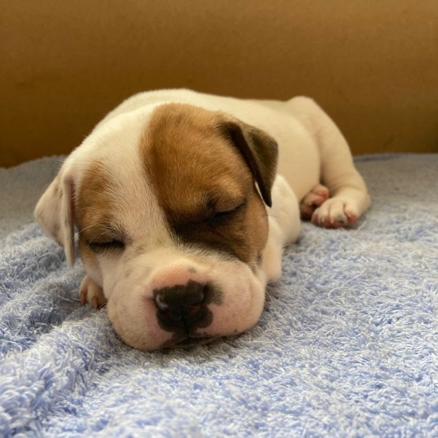 Photo of Puppy Willow Dl2504