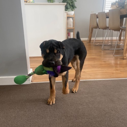 Hunter ~ 4mo Sharpei X(On Trial 24/12/20)