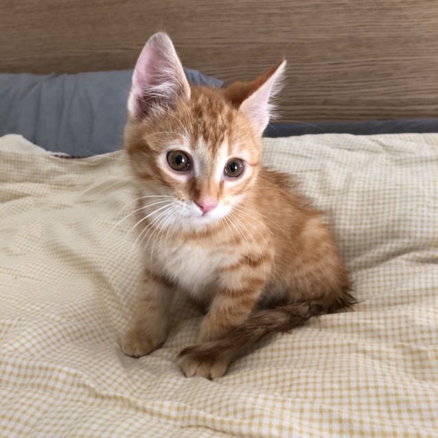 Photo of Romeo 