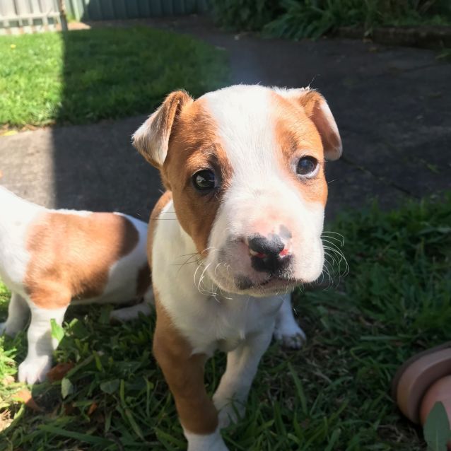 Photo of Peanut ~ Staffy X(on Trial 26/09/20)