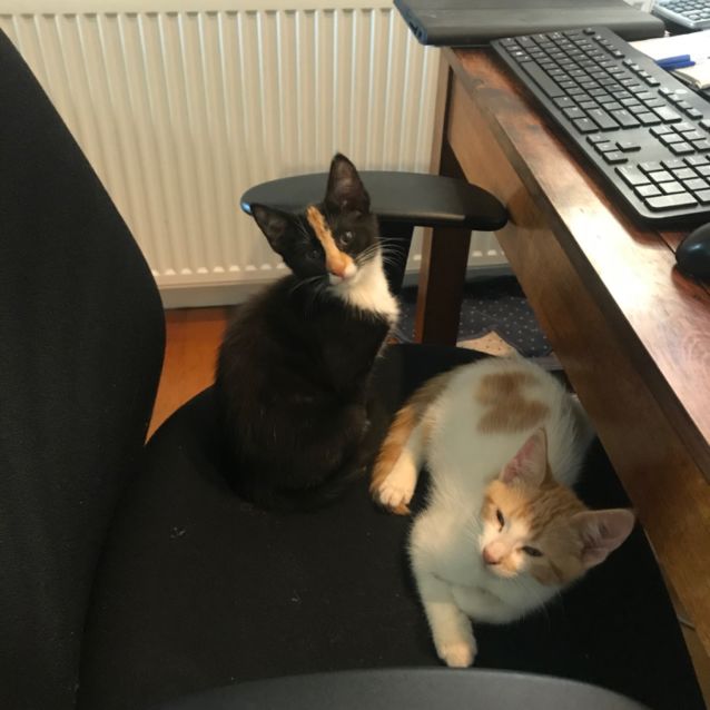 Photo of Sunny (And Luna)