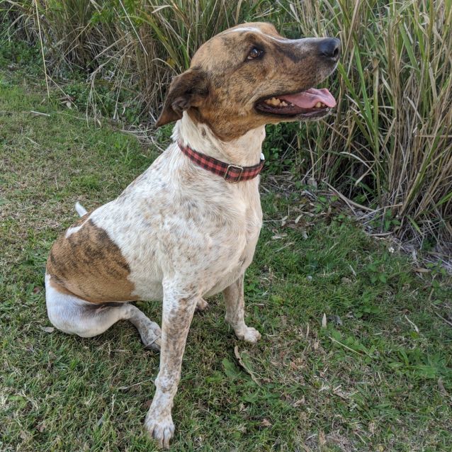 Sadie - Medium Female Australian Cattle Dog x Whippet Mix Dog in QLD