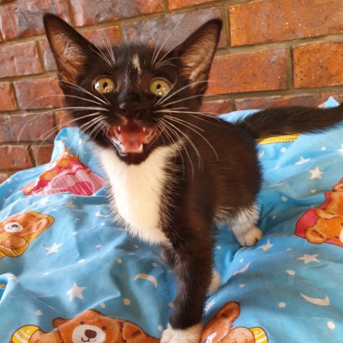 Sid