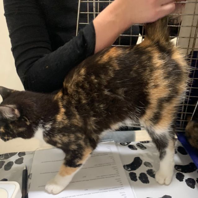 Photo of Piper