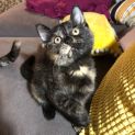Photo of Callie