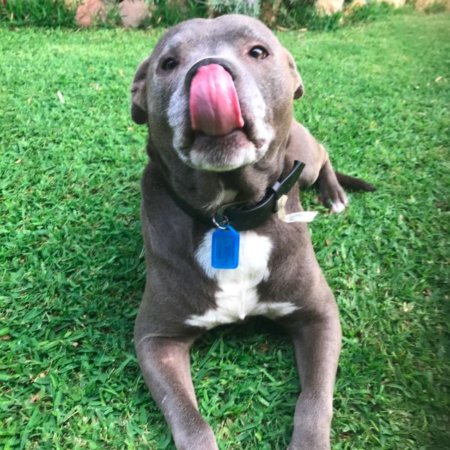 Photo of Stanley Dl2558