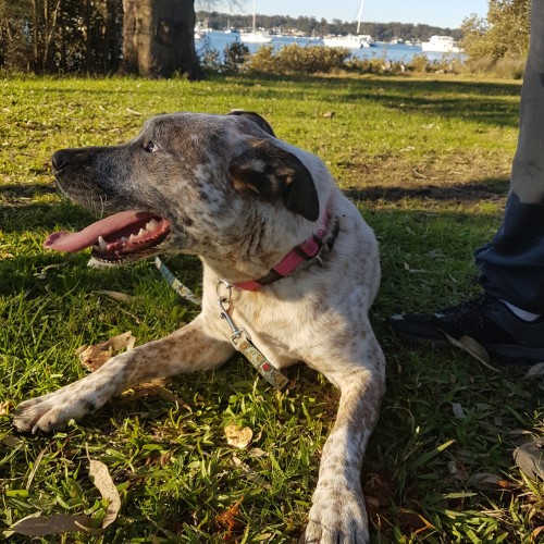 Khia ~ 2Yr Old Mastiff X ~ On Trial 12/7/20