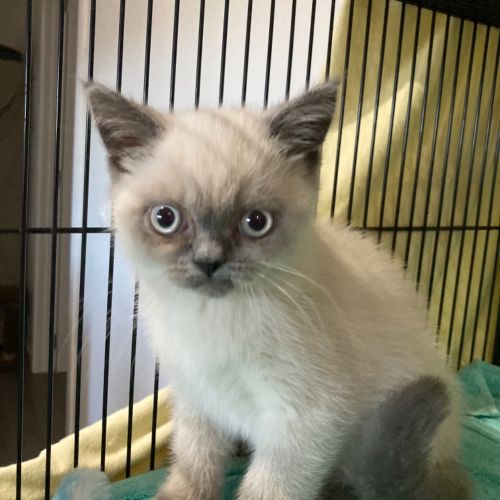 Nellie *Adoption Pending*