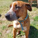 Photo of Reggie ~ 15 Mo Cattle X ~ Private Rehome 21/8/20