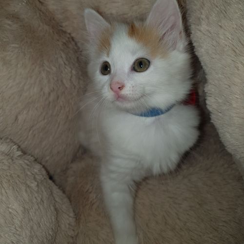 Peanut