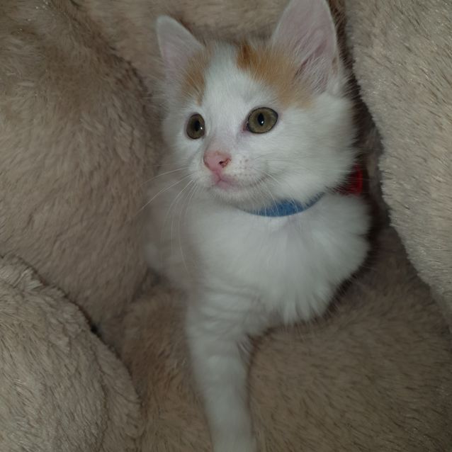 Photo of Peanut