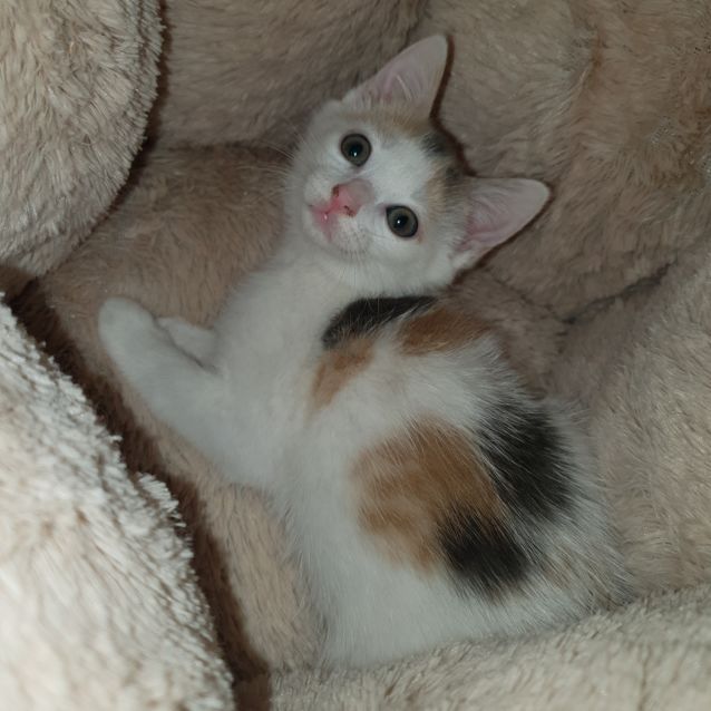 Photo of Hazelnut