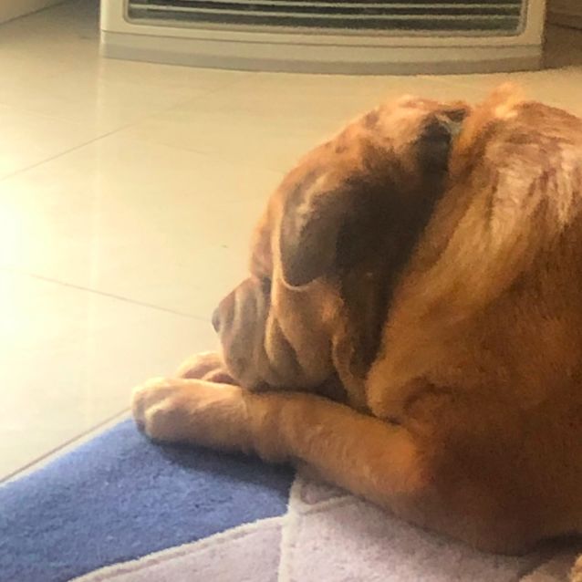 Photo of Mico Dl2525