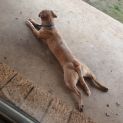 Photo of Neville ~ 15 Mo Cattle X ~ Private Rehome 21/8/20