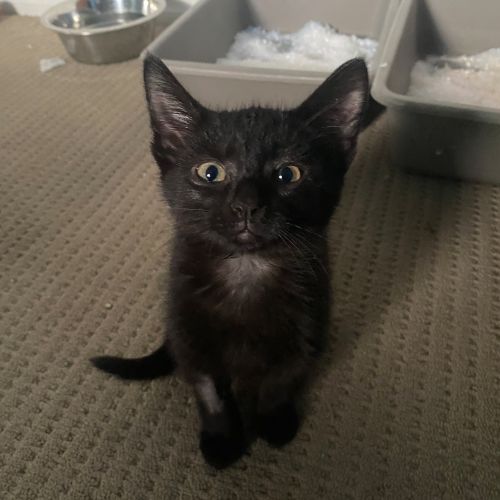 Bonnie